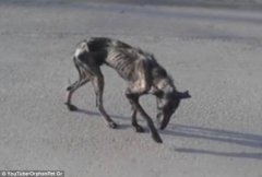 流浪狗将被安乐死 兽医将其救活