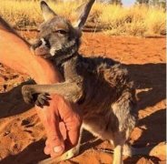 澳北领地评最受游客欢迎照片 “袋鼠撒娇照”夺冠