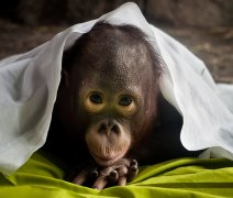 美摄影师拍灵长类动物“人性”美（高清组图）