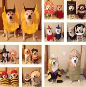 超萌柴犬挑战各式奇葩造型 假发潮衣太任性(图)