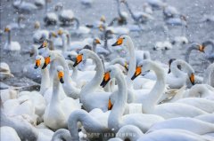 烟墩角 想你时你在眼前