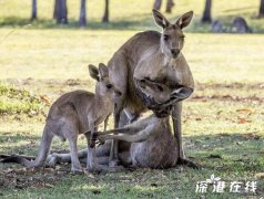 袋鼠临终握住宝宝 悲伤一幕令人痛彻心扉（图）