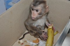 南京现幼食蟹猴 有吃的就磕头作揖 着实精灵可爱（组图）