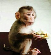 又萌又可爱！南京现幼食蟹猴 有吃的就磕头作揖(图)