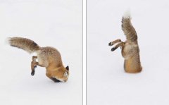 美摄影师抓拍奇景：狐狸腾空而起钻入雪中猎食(组图)