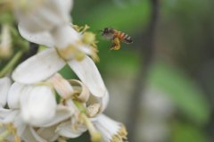 罗江县首届柚花节将于明（24）日在鄢家镇正式开幕