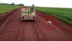 心碎!巴西小狗追灵车16公里(组图) 不愿和去世主人分开