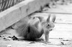 多彩世界野生动物摄影领会生命之美