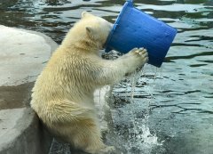 北极熊端桶喝水（组图）憨态十足 呆萌可爱▏北极熊 喝水 莫斯科 动物园 嬉戏