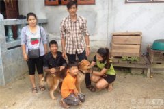 泰国版“忠犬八公”：等主人7个月