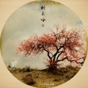 唯美桃花和人文宗教摄影技巧