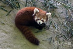 11只小熊猫正式亮相杭州 “最萌天团”大放异彩(组图)