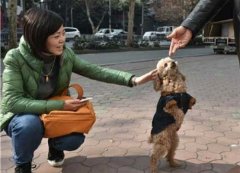 成都现＂狗坚强＂ 盘点“小强”生物