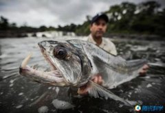 探险即将灭绝的神秘巨型鱼类