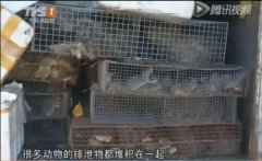 ＂善男信女＂买几百只老鼠广州放生