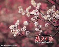 寒潮来袭，笑看香雪成海(图)