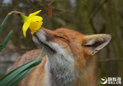 多图：动物吻花 暖暖的