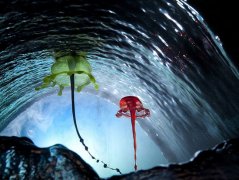 美国摄影师创意抓拍唯美“水雕塑”（图）