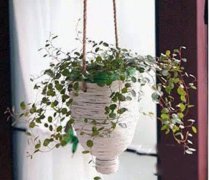 洗衣液瓶做成“花盆”，暑假做起来