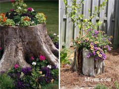 23个老树桩手工制作的美丽花盆，方法很简单