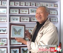 老人喜爱手工制作 收集蝴蝶标本200余种