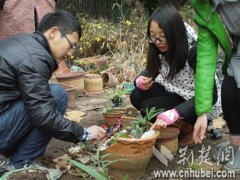 武汉生物工程学院学生用破花盆创作迷你园艺景观