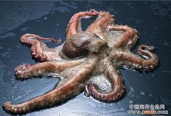 鲜乌贼鱼的吃法（图）