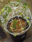 DIY 花架给铁线莲“塑”型