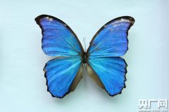 杭州邮检办连续截获449只来自台湾的昆虫标本