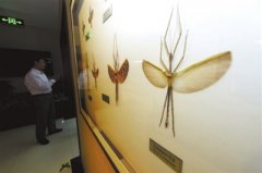 56岁的宁夏昆虫馆免费开放