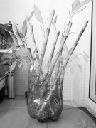 夏日多些绿色 DIY塑料瓶花篮搭配小盆栽