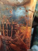 刺花螳螂寿终正寝，做个标本以表纪念……