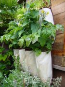 20个DIY妙招 教你利用废旧品打造出创意小花园