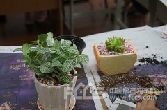 五·一创意盆栽DIY，畅享绿色生活
