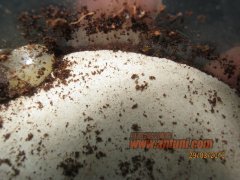 猎镰猛蚁除螨记(1)