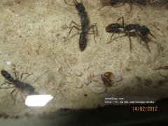 猎镰猛蚁的苦难与甘甜（下）