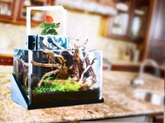  桌面生态系统园