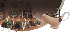 春季,怎样养护多肉植物?