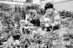 山东鱼台鲜花祭祖 防污染又安全