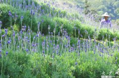 台中新社推观光休闲产业 抢陆客自由行“先机”