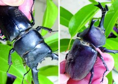 南山健身，市民意外发现大甲虫