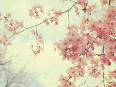 婚礼策划，花开花落，岁月如歌！