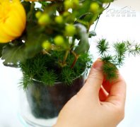 懒人专属 PChouse教你简单实用插花法