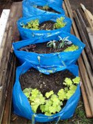 百元宜家小物让你的家一秒变花园