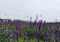 2015中秋节合肥大圩旅游攻略 到大圩看嫦娥邂逅浪漫花海