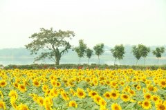 合肥庐阳区：金秋乡村旅游“菜单”新鲜出炉