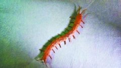 大学女生创作动物折纸太逼真网友：被吓到（图）