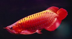 深圳侨报多媒体数字报刊平台