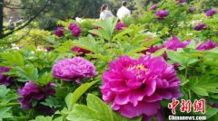 巨型牡丹花篮“盛放”洛阳 1999朵手工陶瓷花组成