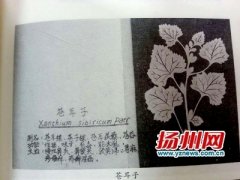 献礼扬州建城2500周年 “扬州剪纸”图册近日完稿